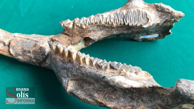Susana Solis Informa ENCUENTRAN mandíbula de roedor prehistórico en Chiapas
