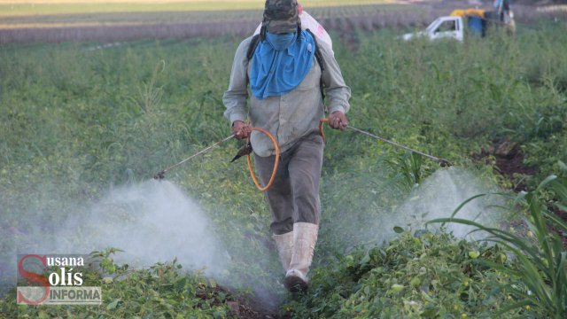 Susana Solis Informa CHIAPAS y Jalisco con más intoxicados por plaguicidas