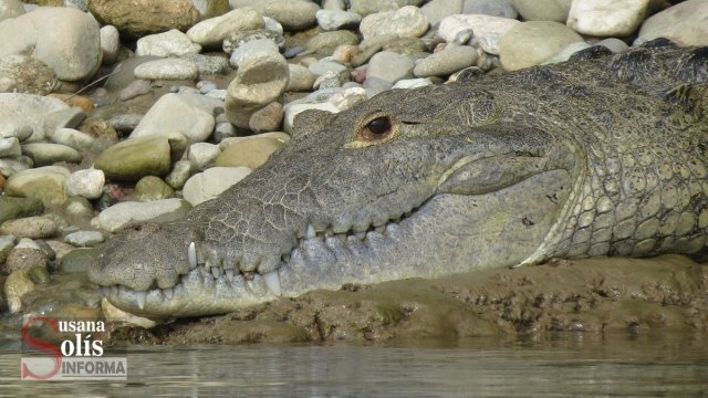 Susana Solis Informa CONANP realiza acciones de conservación del cocodrilo