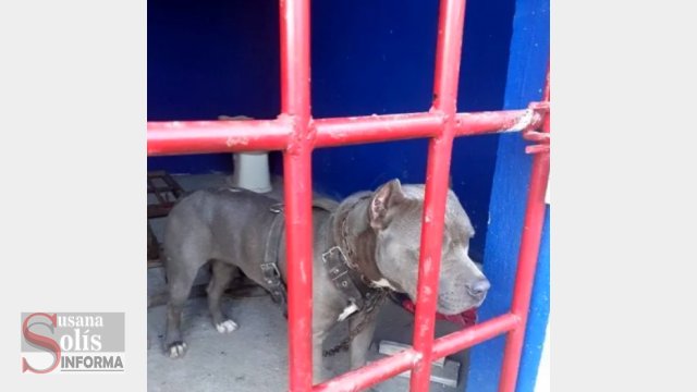 Susana Solis Informa ENCARCELAN a perro por atacar a tres personas