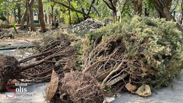 Susana Solis Informa CONTINÚA campaña de reciclaje de árboles de navidad