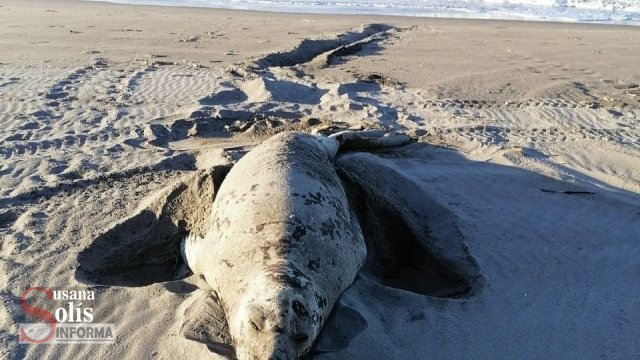 Susana Solis Informa ELEFANTE marino probablemente se fue de Chiapas