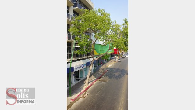 Susana Solis Informa REALIZARÁN poda en árboles para evitar riesgos