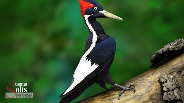 Susana Solis Informa 10 animales mexicanos que nunca verás porque están extintos