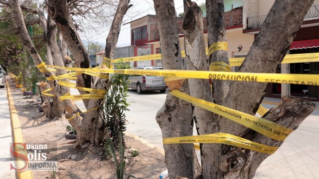 Susana Solis Informa Retiran árboles secos para prevenir riesgos en temporada de lluvias en Tuxtla
