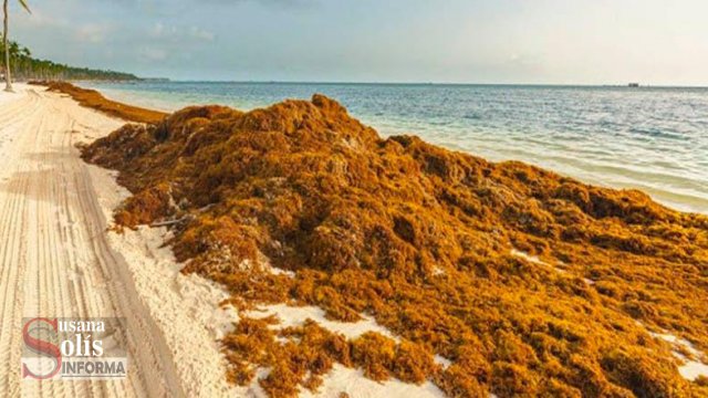Susana Solis Informa Sargazo mata 78 especies marinas
