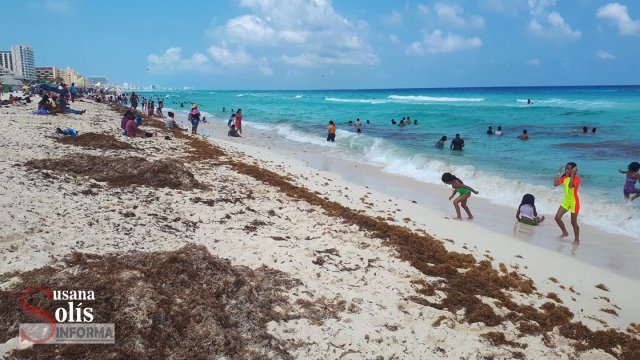 Susana Solis Informa VIENE de nuevo el sargazo a las playas de Quintana Roo