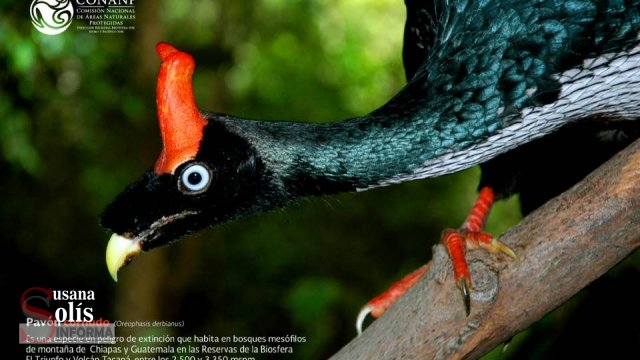 Susana Solis Informa Captan video a pareja de pavón apareándose