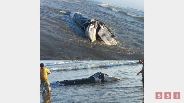 Susana Solis Informa ENCUENTRAN ballena muerta en playas de Chiapas