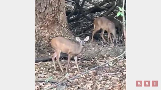 Susana Solis Informa SOBREPOBLACIÓN de venados en el ZOOMAT evita regeneración del bosque