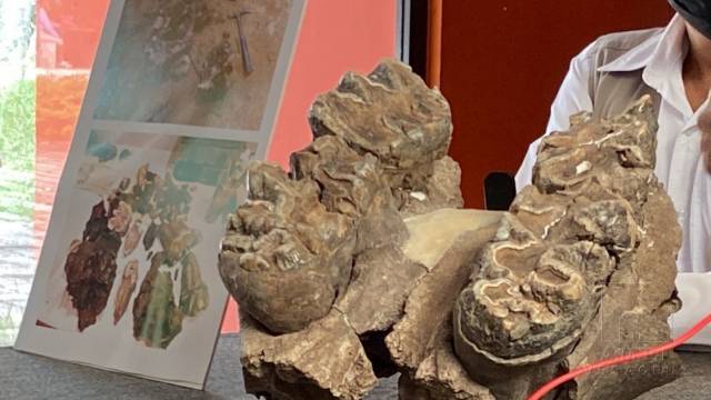 Susana Solis Informa DESCUBREN en Chiapas cráneos de megafauna de hace 12 mil años