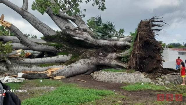 Susana Solis Informa CAE ceiba de más de 50 años en Tapachula; deja a una persona lesionada