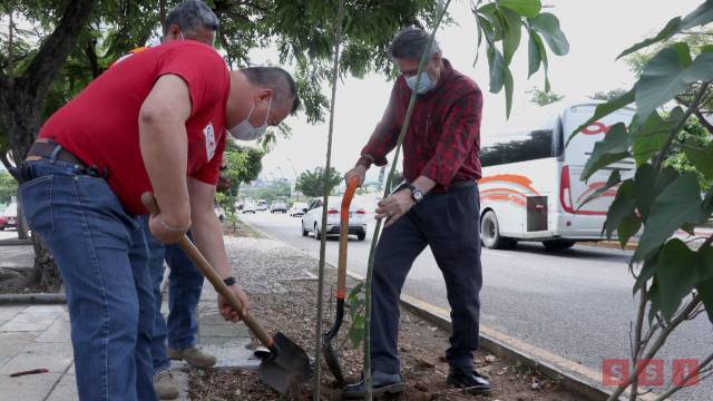Susana Solis Informa Ayuntamiento de Tuxtla restaura y recupera el arbolado capitalino