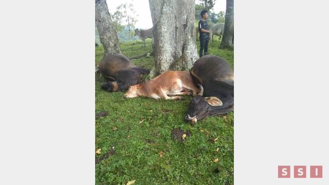 Susana Solis Informa UN RAYO mata a semovientes en Chilón