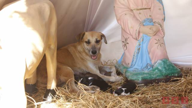 Susana Solis Informa Perrita que tuvo cachorros en nacimiento, será trasladada a un hogar