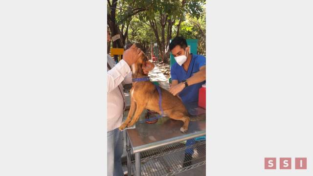 Susana Solis Informa Anuncia Ayuntamiento de Tuxtla días y sedes para la campaña de vacunación antirrábica