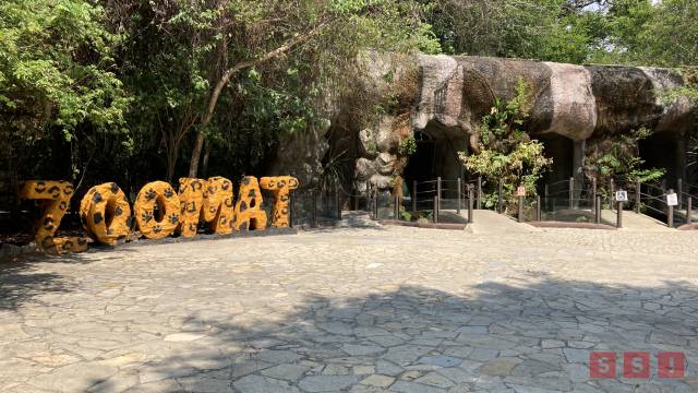 Susana Solis Informa Logran reproducción de mono saraguato en ZooMAT