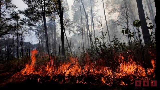 Susana Solis Informa Chiapas entre las entidades con más incendios forestales en el país
