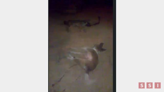 Susana Solis Informa Matan con palos a perros en comunidad indígena de Chiapas