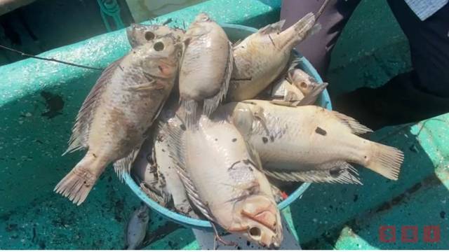 Susana Solis Informa Pescadores pierden más de 300 kilos de producto al día por altas temperaturas y bajo nivel de la presa