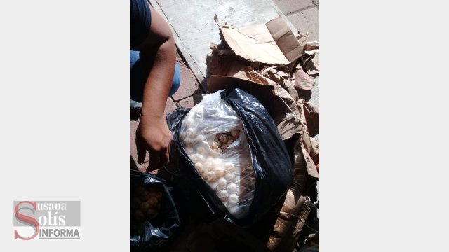 Susana Solis Informa DECOMISAN cerca de 3 mil huevos de tortuga