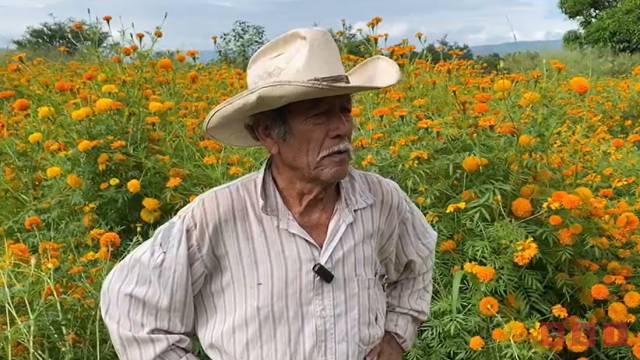 Susana Solis Informa BAJA producción de cempasúchil por sequía