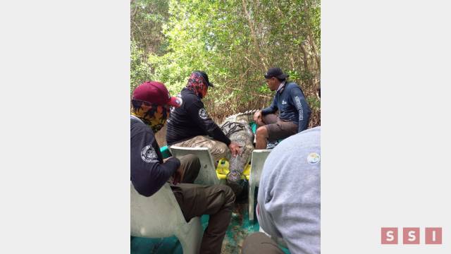 Susana Solis Informa REUBICAN a cocodrilo de tres metros en Puerto Arista