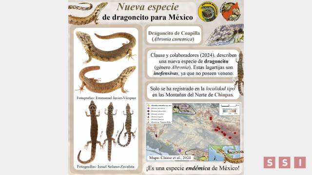 Susana Solis Informa DESCUBREN nueva especie de lagartija en México y está en Chiapas