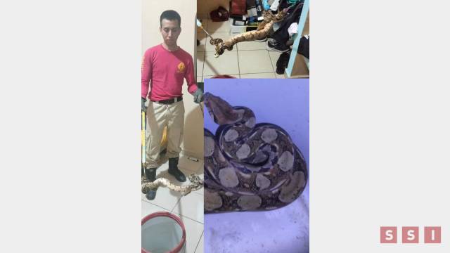 Susana Solis Informa ENCUENTRA boa de dos metros en su casa