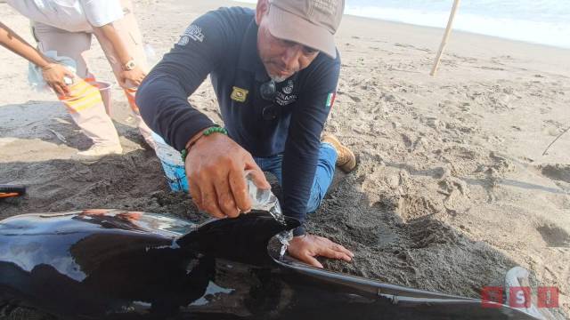 Susana Solis Informa ENCUENTRAN delfín varado en la Reserva de la Biosfera La Encrucijada