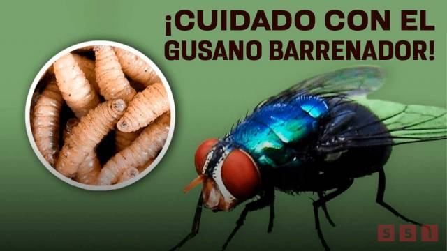 Susana Solis Informa Chiapas registra el segundo caso de gusano barrenador; ahora en la frontera con Guatemala