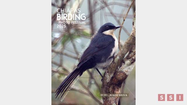 Susana Solis Informa Se alistan para la observación de aves en Chiapas; anuncian Festival Birding Foto Festival 2025