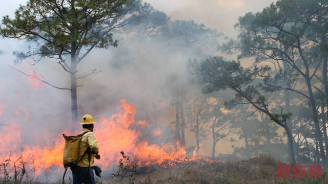 Susana Solis Informa Cuatro Áreas Naturales Protegidas afectadas por incendios en Chiapas