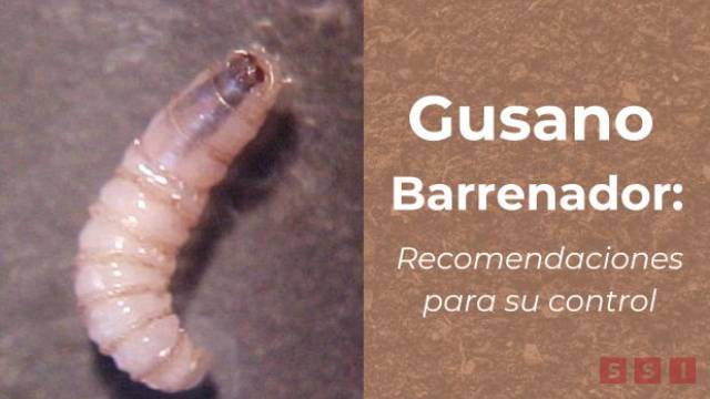 Susana Solis Informa Sin control la presencia del gusano barrenador en Chiapas