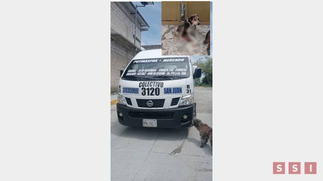 Susana Solis Informa DENUNCIAN a chofer de la ruta 31 de Tuxtla por atropellar a varios perritos