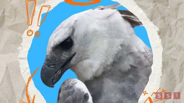 Susana Solis Informa ¿Cuánto se gastó para traer un águila arpía a Chiapas?