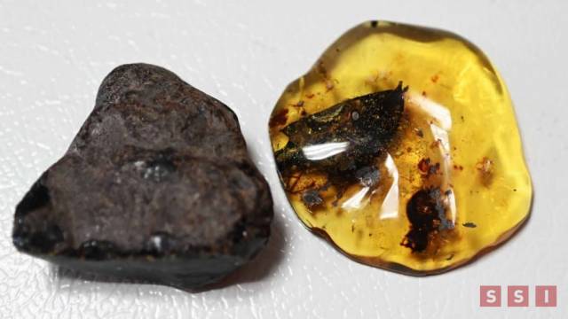 Susana Solis Informa Descubren en Chiapas nueva especie de árbol productor de ámbar con más de 23 millones de años