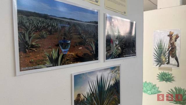 Susana Solis Informa Jardín Botánico de Tuxtla exhibe diversidad y usos del maguey