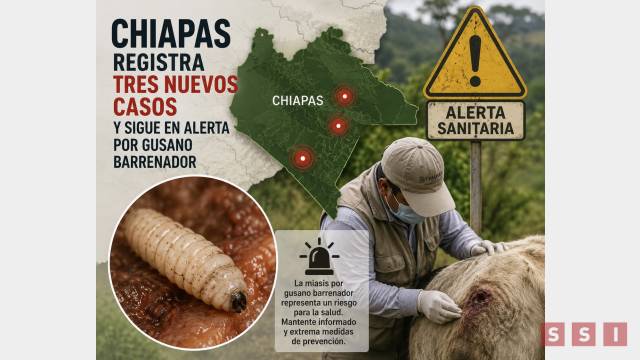 Susana Solis Informa Chiapas permanece entre las entidades más afectadas por el gusano barrenador