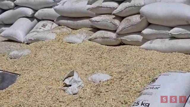 Susana Solis Informa Sequía pone en riesgo 40% de la cosecha de maíz en la Frailesca; productores lanzan llamado urgente