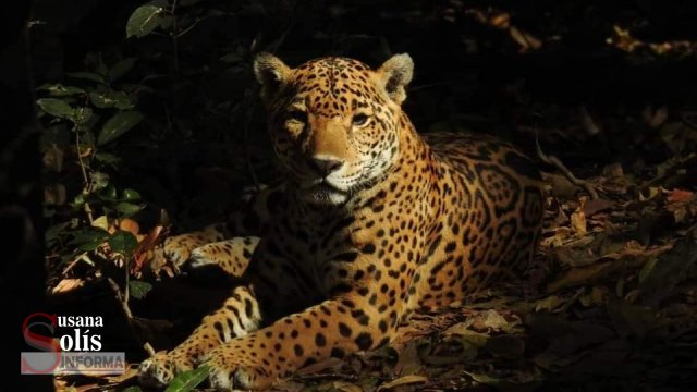 Susana Solis Informa EN ZOOMAT no habrá acceso a menores de 12 años