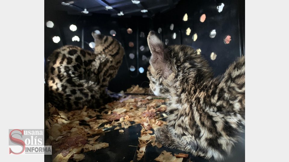 DETENIENEN  a traficante de animales Susana Solis Informa