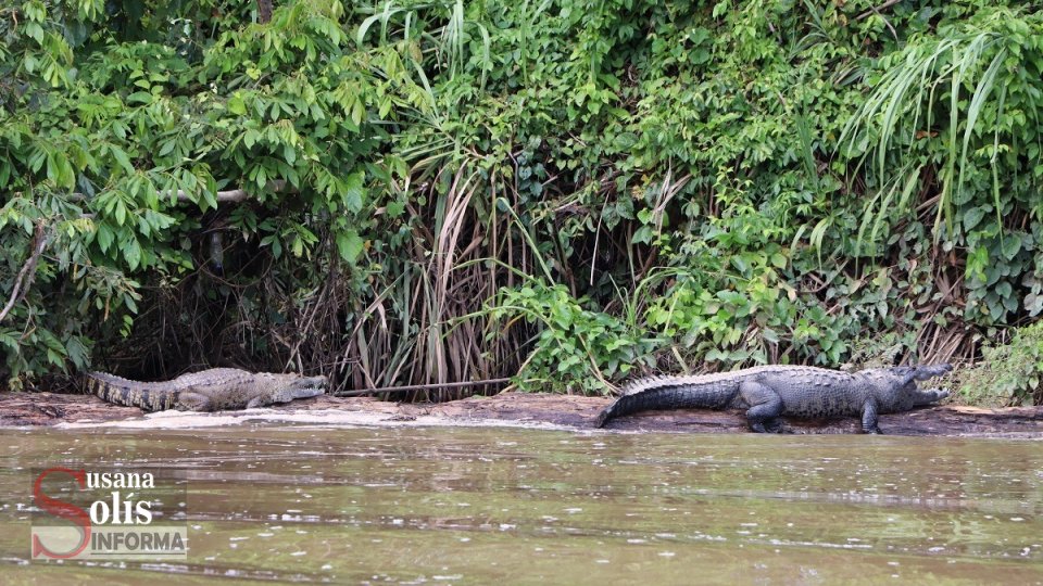 Esta especie se encuentra distribuida en Guatemala, Belice y el Golfo de México, en los estados de Tamaulipas, Veracruz, Tabasco, Campeche, Yucatán, Quintana Roo y Chiapas