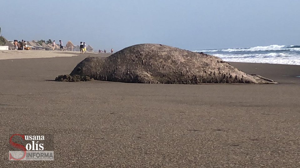 AVISTAN elefante marino en playas de Chiapas Susana Solis Informa