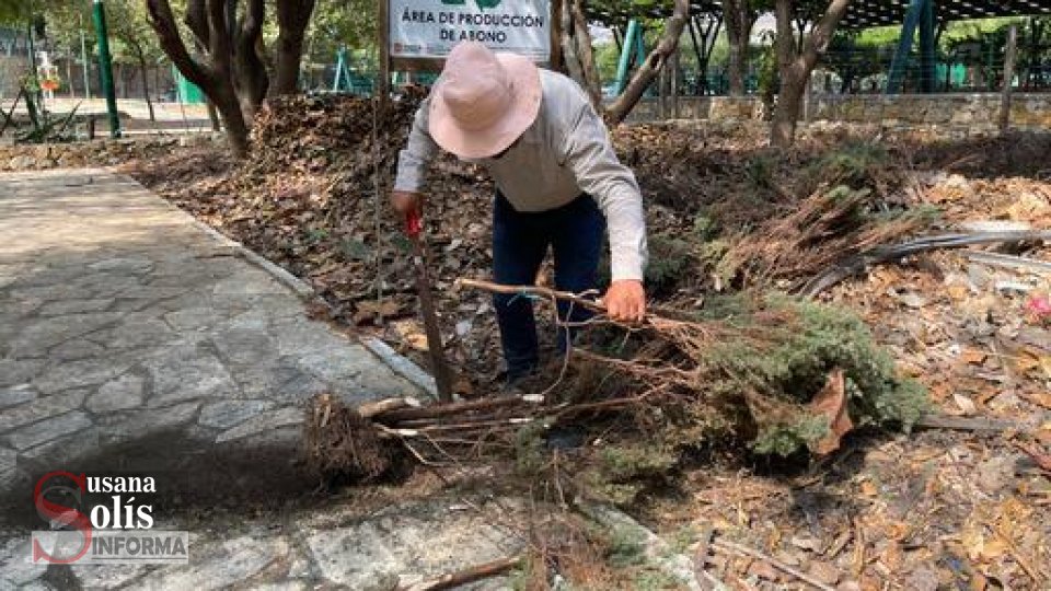 Invita gobierno de Tuxtla Gutiérrez acudir a centros de acopio para llevar árboles navideños