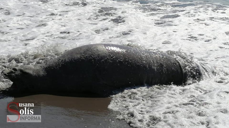 El ejemplar mide tres metros de largo y se encuentra en proceso de muda de pelo