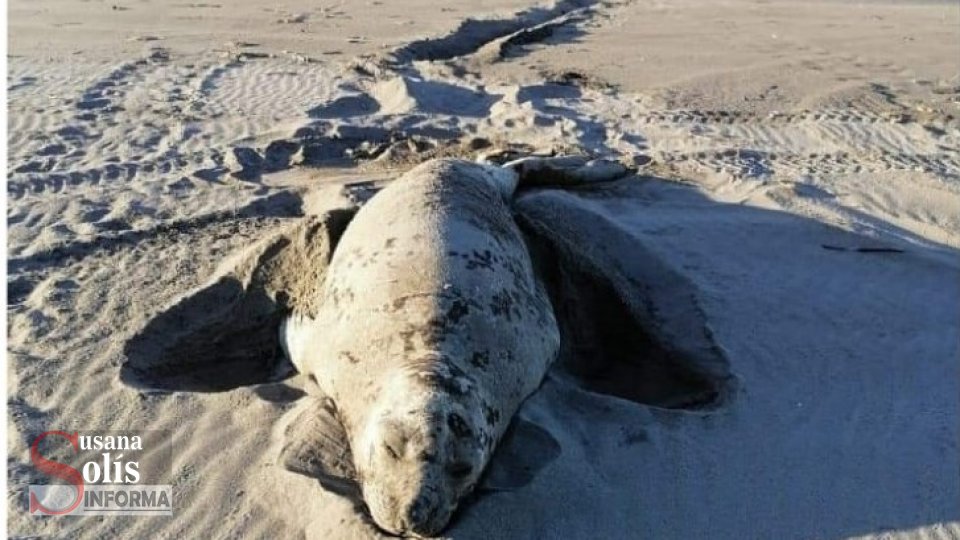 AVISTAN otro elefante marino en Playas de Chiapas Susana Solis Informa