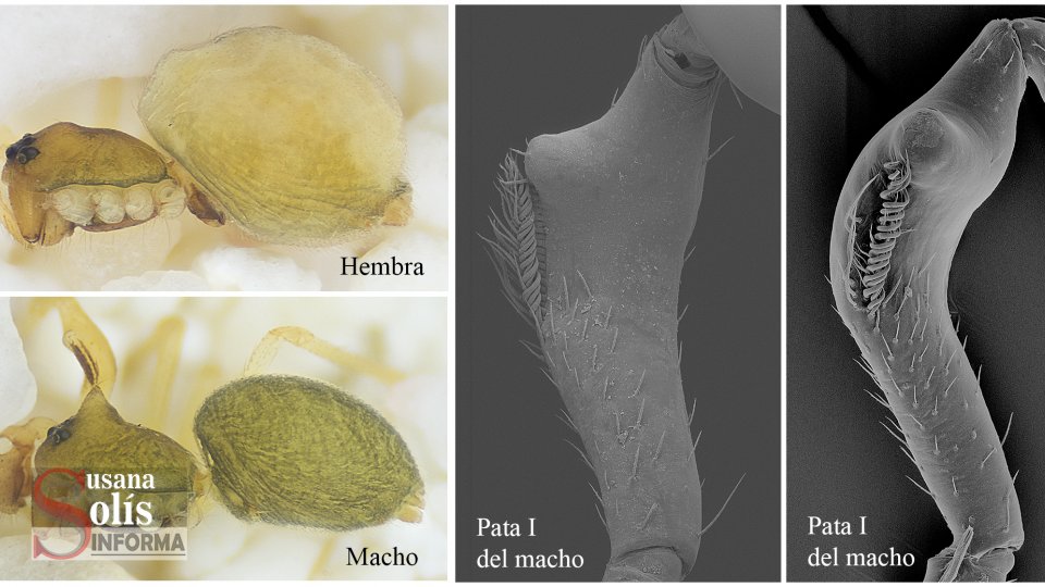 ENCUENTRAN nuevo género de arañas en el Tacaná Susana Solis Informa