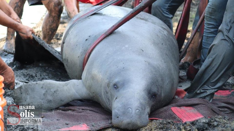 RESCATAN a manatí deshidratado en Catazajá Chiapas - Susana Solis Informa