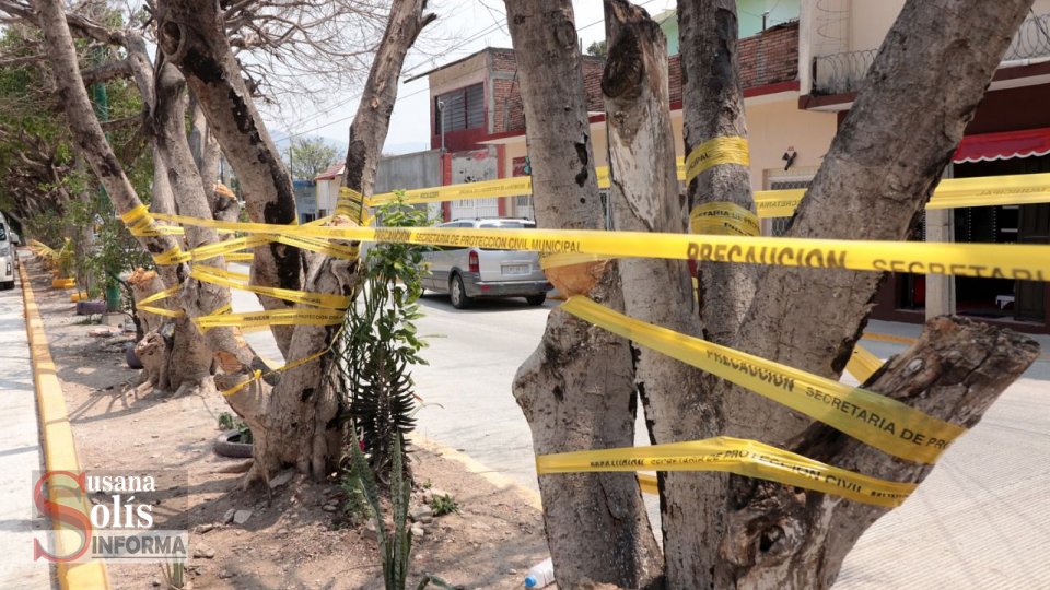 Retiran árboles secos para prevenir riesgos en temporada de lluvias en Tuxtla Susana Solis Informa